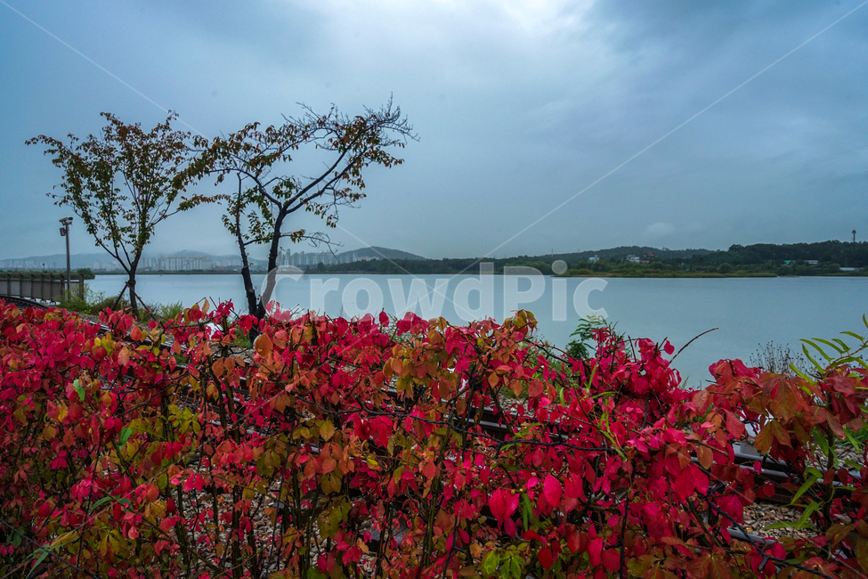 단풍,나무,호수,풍경,울타리,자연,풍경,nature,landscape