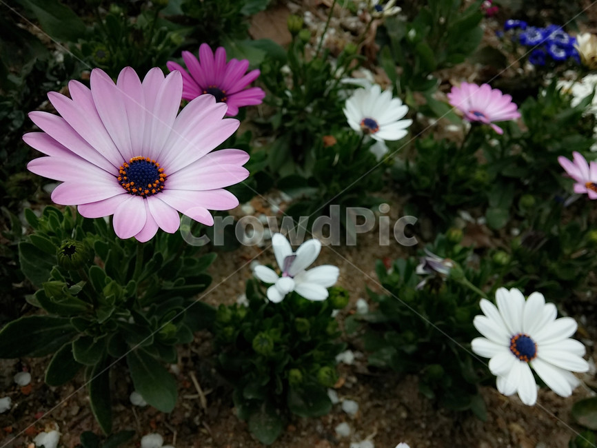 plant,식물,blossom,꽃,flower