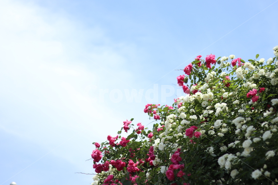 장미,핑크,5월,풍경,맑음,빛,식물,자연,plants,nature,꽃,flower