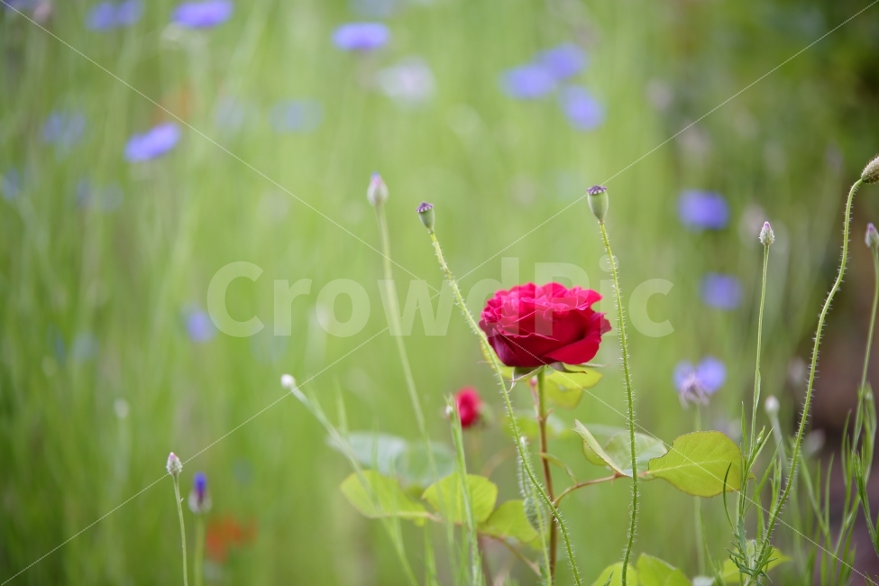 장미,꽃,여름,하늘공원,배경,ppt,느낌,감성,가시,보케,식물,자연,plants,nature,꽃,flower
