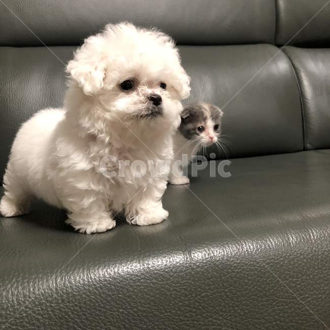동물,강아지,새끼강아지,비숑,먼치킨폴트,먼치킨킬트,합사,고양이,pet
