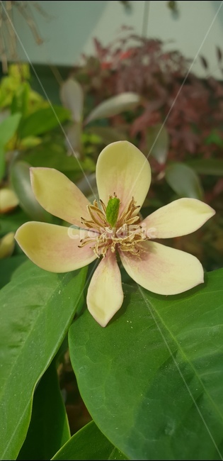 꽃,자연,아름다움,식물,개화,활짝,flower,플라워