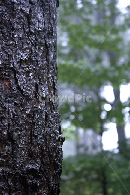 나무,숲,스산한,저녁,나무껍질,클로즈업,고목나무,소나무,여름,wood,closeup,tree,background,bark,brown,day,detail,environment,forest,giant,green,growth,landscape,macro,material,natural,nature,old,outdoor,park,pattern,plant,rough,sequoia,skin,summer,texture,textured,trees,vintage,wild,식물,자연,plants,nature,나무,trees,wood