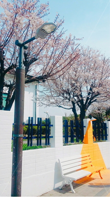벤치,의자,꽃,봄,벚꽃,나무,가로등,하늘,야외,자연,감성,컬러,색감