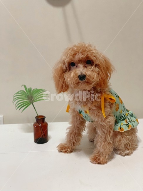 반려견,강아지,개,말티푸,애견,애완동물,동물,animal,dog,puppy,애견모델