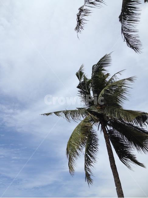 야자수,길리,하늘,푸른하늘,palmtree,sky,bluesky,gili