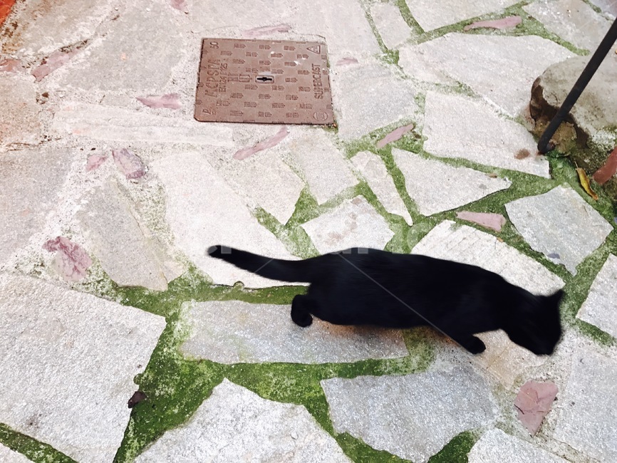 길고양이,고양이,동물,거리,추억,동물,animal,포유류,mammal,고양이,cat,kitten,kitty