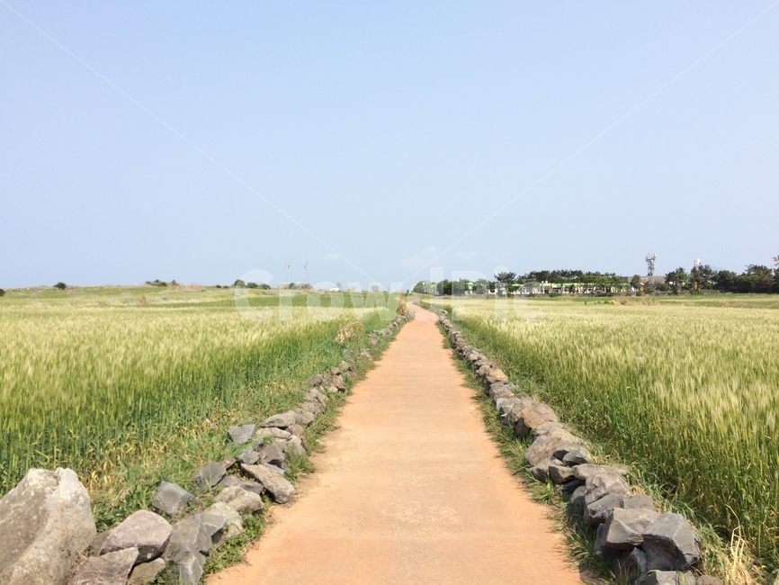 가파도,제주,길,청보리,배경,봄,고요함,자연,풍경,nature,landscape,path,통로