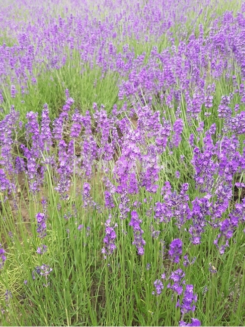 라벤더,꽃,식물,비에이,보라색,식물,자연,plants,nature,꽃,flower