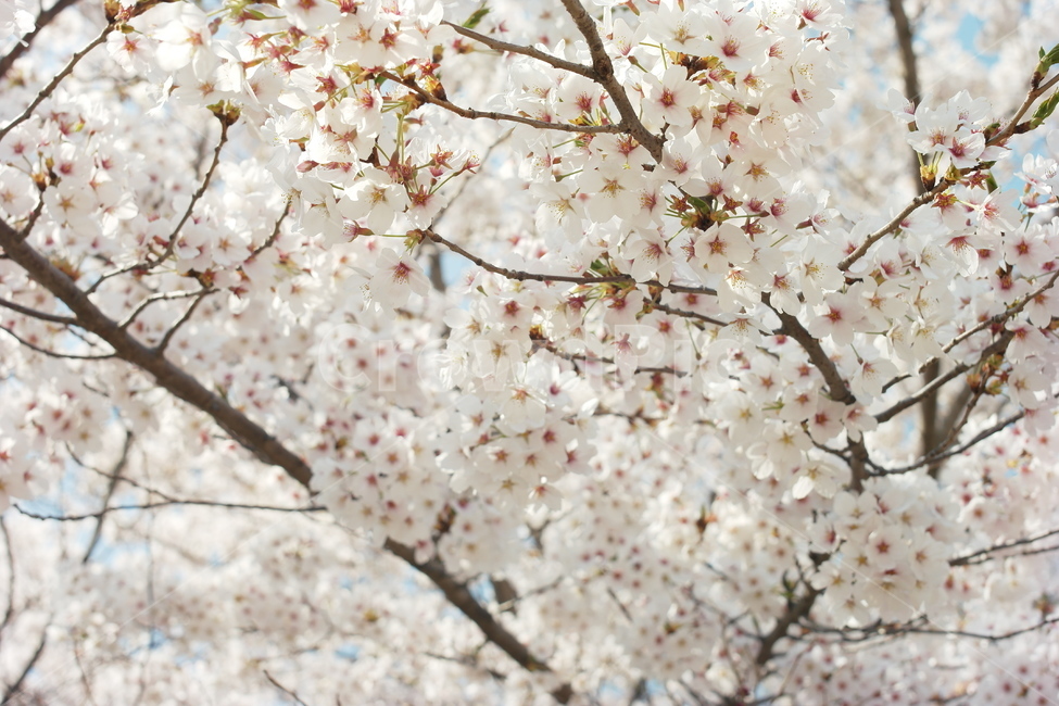 벚꽃,꽃,봄,감성,아름다움,봄,계절,spring,season,식물,자연,plants,nature,꽃,flower,plant,blossom