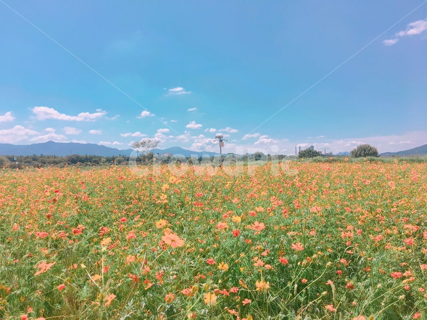 유채꽃,노란꽃,꽃놀이,봄꽃,봄하늘,봄,계절,spring,season,자연,풍경,nature,landscape,plant,식물