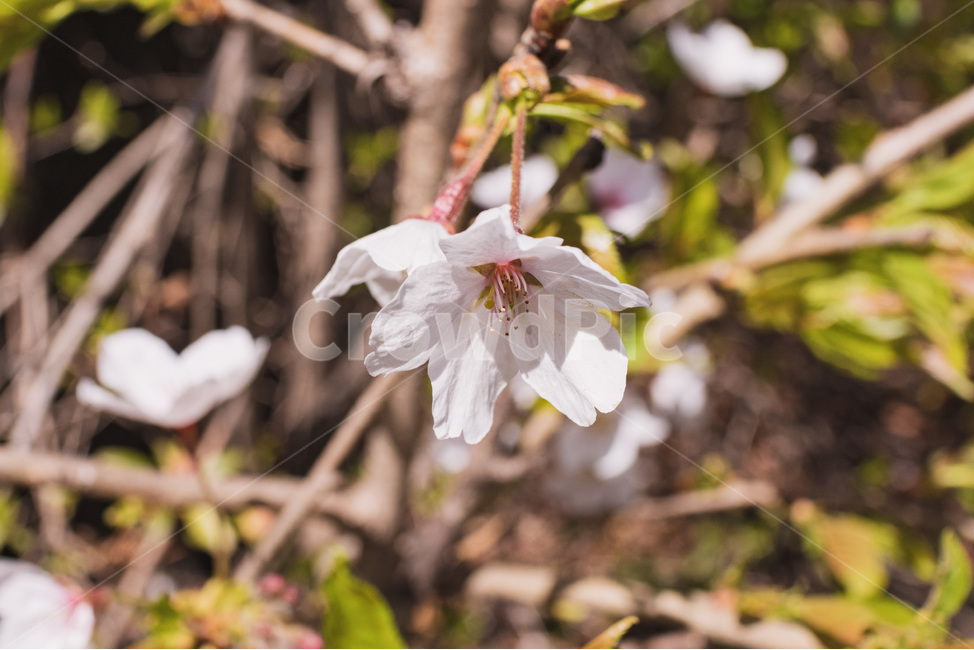 flower,꽃,blossom,plant,식물,벚꽃,cherryblossom,봄,계절,spring,season