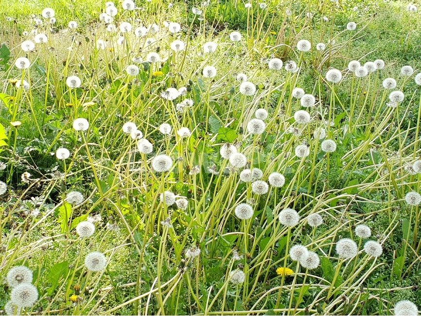 민들래,이별,아침햇살,민들래꽃,하얀민들래,식물,자연,plants,nature,꽃,flower