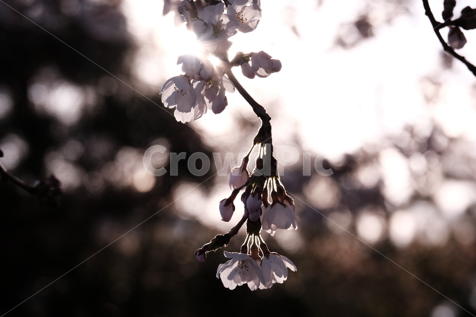 벚꽃,봄꽃,cherryblossom,flower,spring,봄하늘,하늘,봄,계절,spring,season,식물,자연,plants,nature,꽃,flower,plant,blossom,cherry blossom