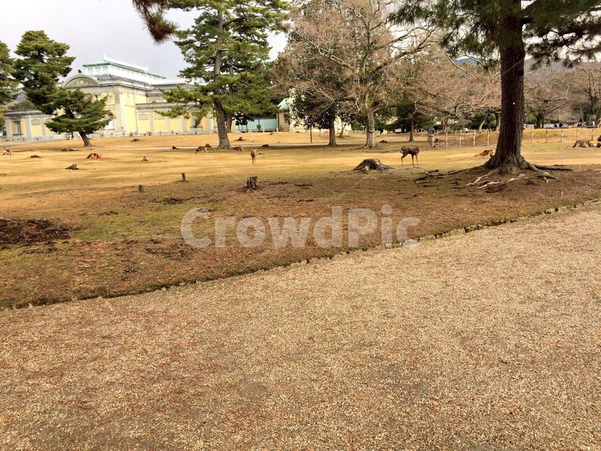 나라공원,사슴,오사카,공원,일본,풍경,나무,자연,마른풀,풀,그루터기,narapark,deer,osaka,park,japan,landscape,tree,nature,grass,stump