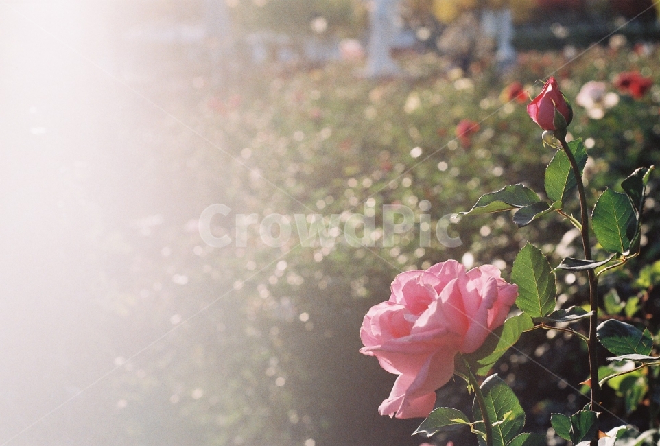 빛,장미,장미정원,감성사진,필름사진,NikonEM,식물,자연,plants,nature,꽃,flower,감성,sensible,feeling,휴식,힐링,rest,relaxation,healing