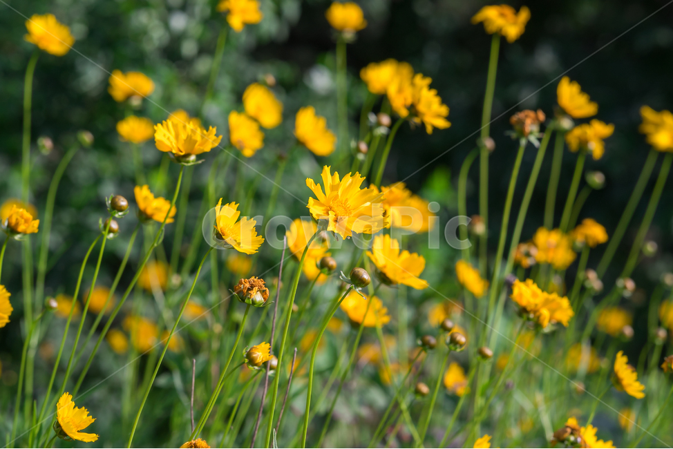 야생화,금계국,노란꽃,꽃밭,수목원,공원,산책,자연,봄꽃,식물,자연,plants,nature,꽃,flower