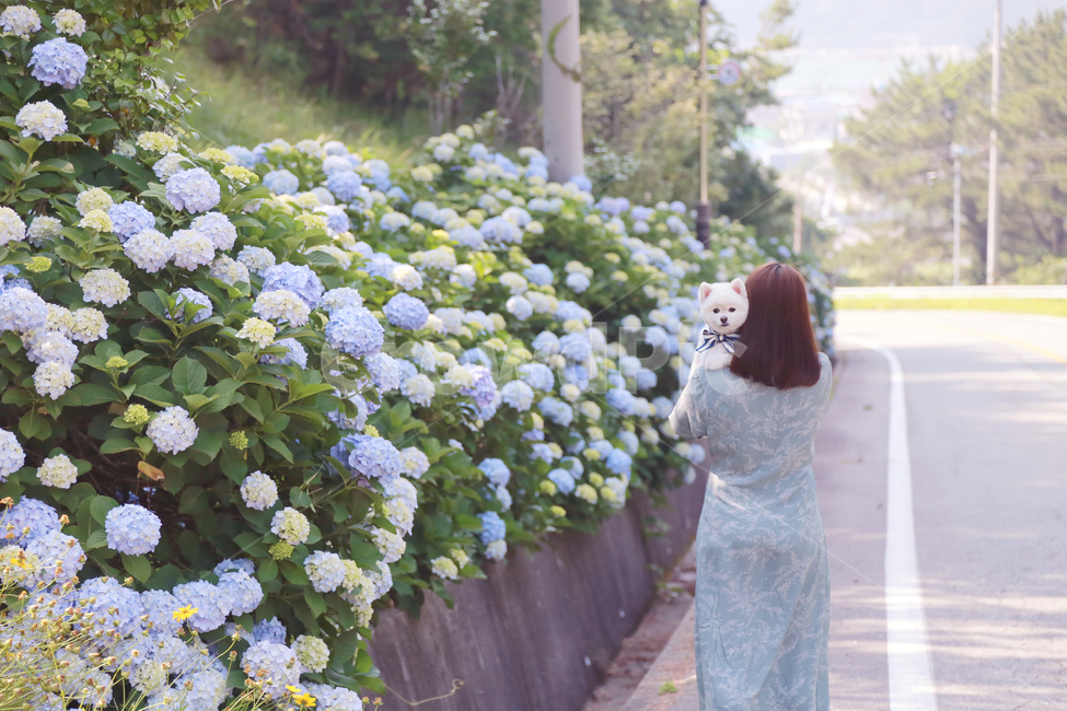 수국,반려견,꽃길,여름,수국길,식물,자연,plants,nature,꽃,flower,동물,animal,포유류,mammal,개,강아지,dog,doggy,사람,인물,인간,human,person,여성,여자,woman,female,lady,감성,sensible,feeling