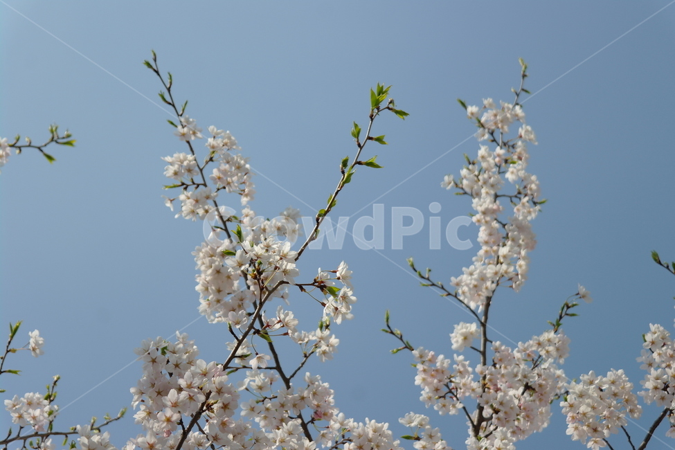 봄,자연,꽃,cherryblossoms,벚꽃