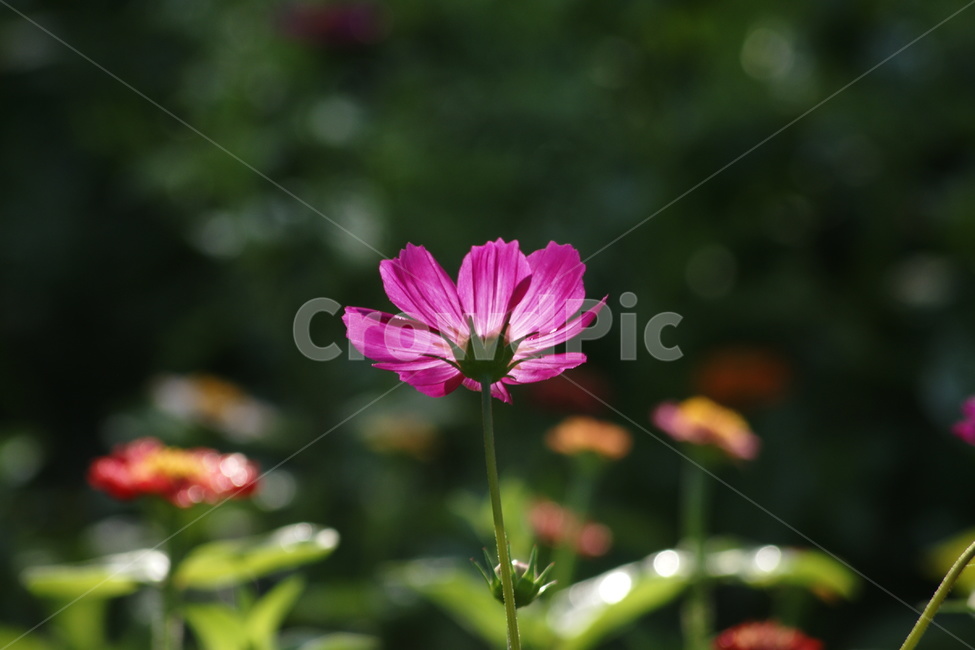 코스모스,가을,햇살에비친,역광,한송이,식물,자연,plants,nature,꽃,flower