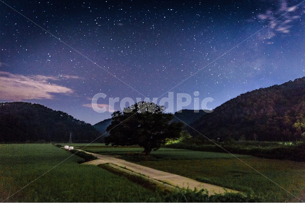 느티나무,야경,별,하늘,감성,자연,풍경,nature,landscape,시골,마을,country,rural,town,야경,밤,nightscape,night,outdoors,옥외
