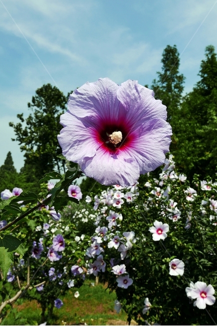 scenic,independence,Rose of Sharon park,cloud,beautiful,leaves,chrysanthemum,Korean painting,weather,sunny,sky,image,Oriental,national flower,background,plant,patriotism,daytime,Taegeuk,object,June,blue sky,pink,veterans,pollen,concept,bright,flower garde