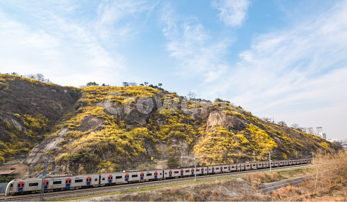 city,Transportation,yellow,yellow flower,spring,spring flowers,mountain,plants,sight,cityscape,season,train,traffic,railroad,natural,nature,downtown,picnic,flower,transportation,forsythia,Eungbongsan Mountain,plant,public transport,landscape
