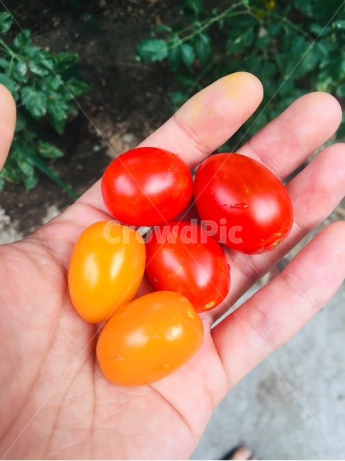 plant,식물,음식,food,방울토마토,싱그러움,토마토,노란색토마토,손,손바닥,과일,열매,fruit