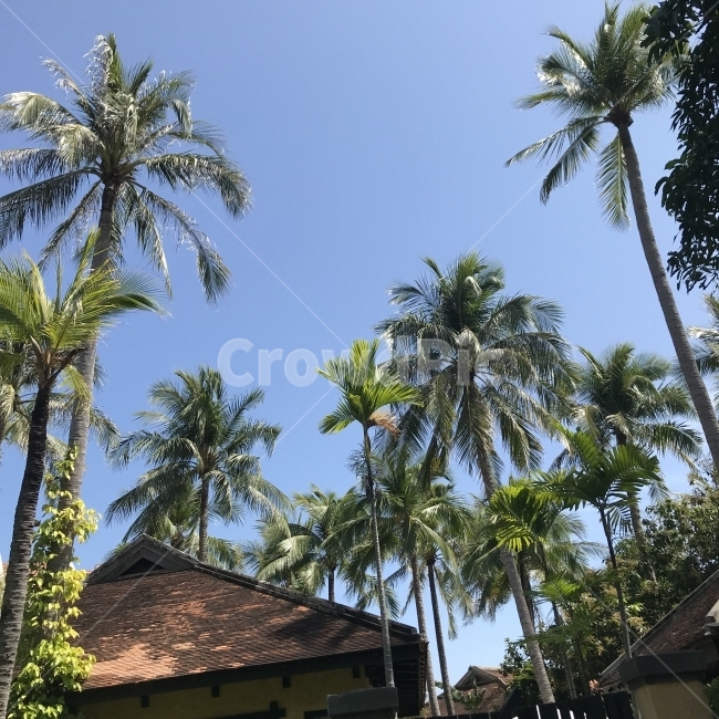 무이네,여행,휴양,야자수,휴가,리조트,travel,해외,외국,세계,foreign,oversea,world,여행,휴가,traveling,vacation,trip