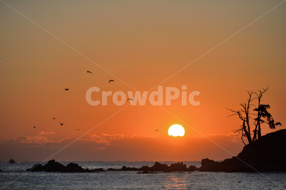 bird,새,nature,자연,일출,희망,시작,출발,섬,바다,벅차오름