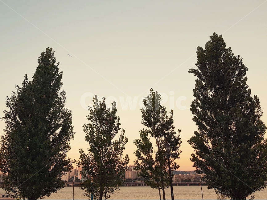 풍경,자연,도심,서울,하늘,구름,감성,한국,landscape,nature,seoul,sky,cloud,korea,sensitivity,snap,downtown,한강,hanriver,도시,풍경,city,landscape,식물,자연,plants,nature,나무,trees,wood,plant,tree,fir,전나무