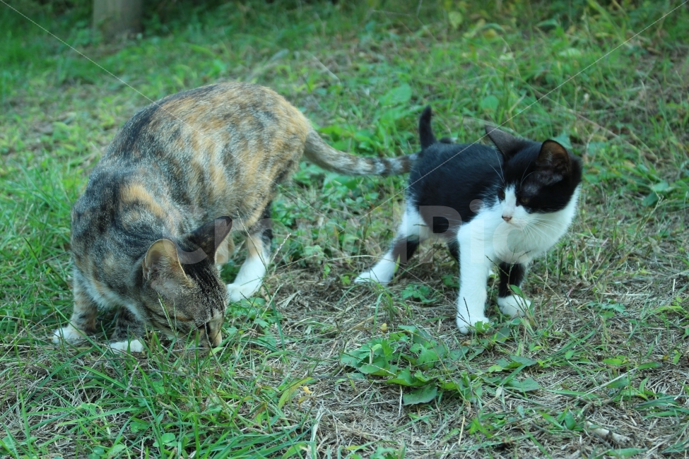 공원,자연,휴식,힐링,하늘공원,하늘,갈대,고양이,들고양이,길냥이,동물,animal,고양이,cat,kitten,kitty,포유류,mammal