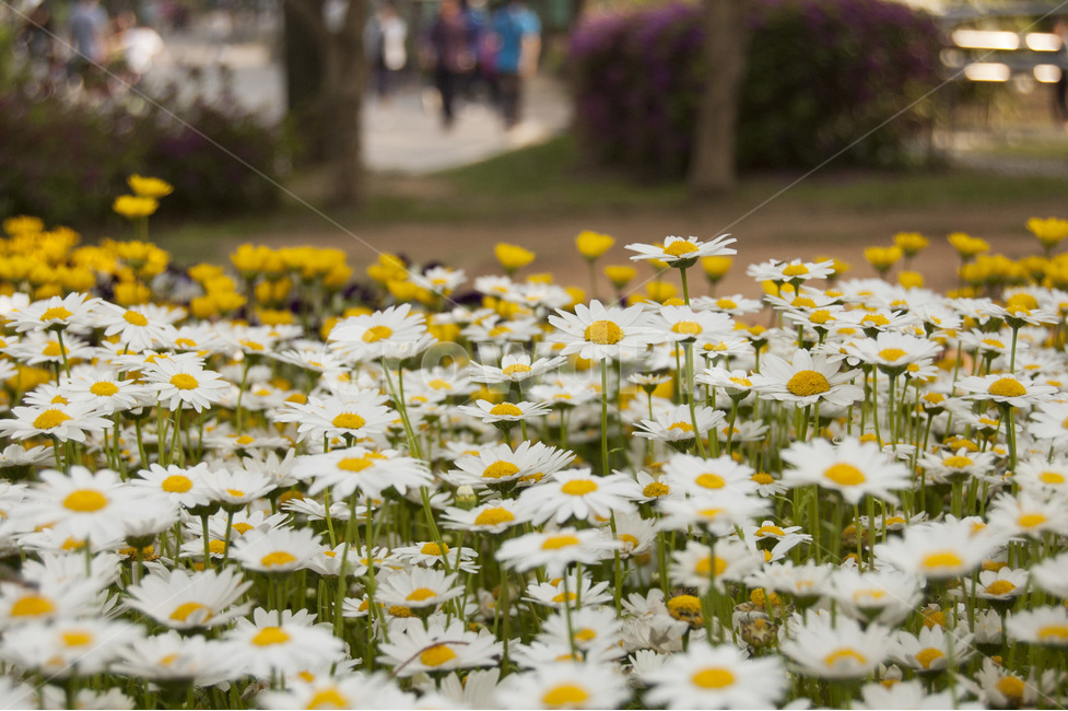 데이지,꽃밭,데이지꽃밭,공원,식물,풍경,daisy,flower,flowergarden,garden,park,plants,plant,감성사진,감성,식물,자연,plants,nature,꽃,flower