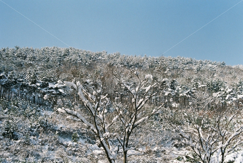 나무,설경,눈,겨울,숲,하늘,필카,필름카메라,감성,자연,풍경,겨울,계절,winter,season,자연,풍경,nature,landscape,감성,sensible,feeling