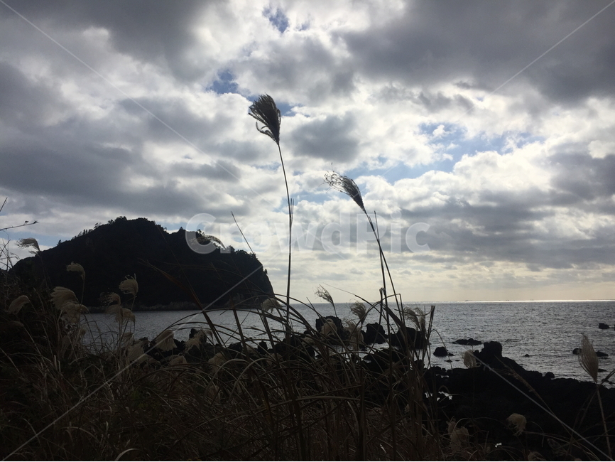 역광,제주도,올레길,쓸쓸,고요,자연,풍경,nature,landscape,plant,식물,grass,잔디,weather,날씨