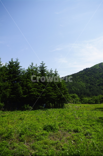 하늘,구름,풍경,숲,산,나무,식물,plant,봄,spring,초록,자연,풍경,nature,landscape,outdoors,옥외,grassland,목초지,field,들,tree
