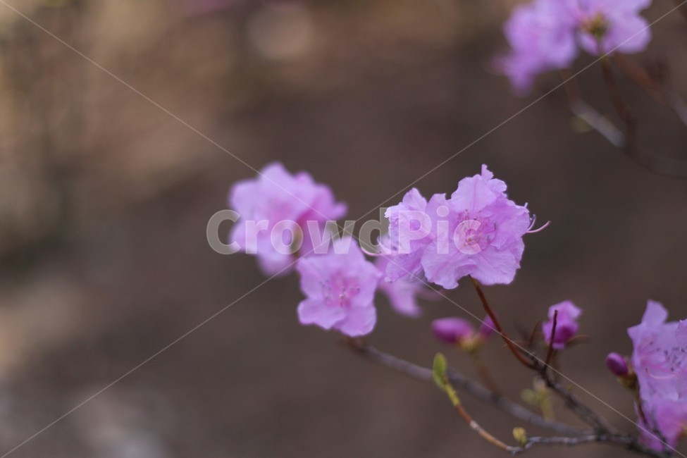 꽃,식물,자연,flower,접사