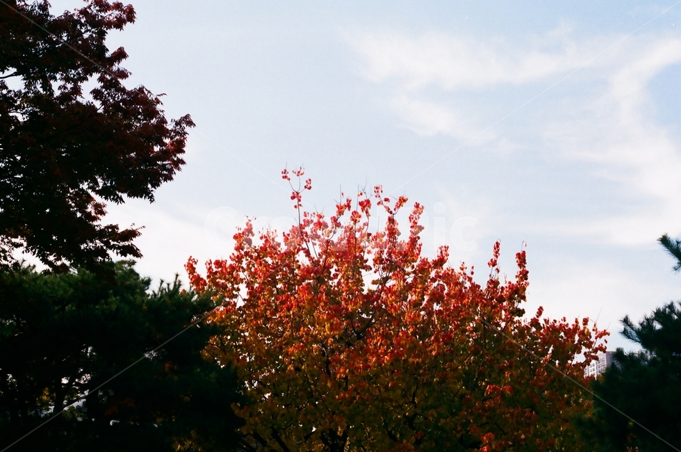 가을,단풍,가을하늘,fall,autumn