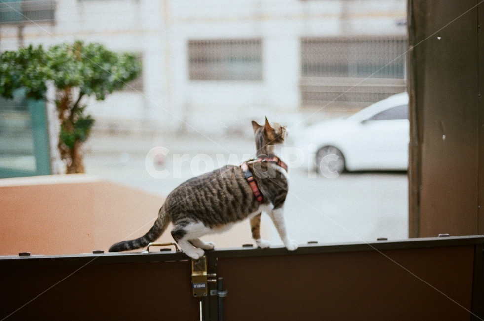 고양이,반려묘,동물,귀여운,필름사진,감성사진,대문,cats,animal,친구,가족,사랑스러운,동물,animal,포유류,mammal,고양이,cat,kitten,kitty,감성,sensible,feeling