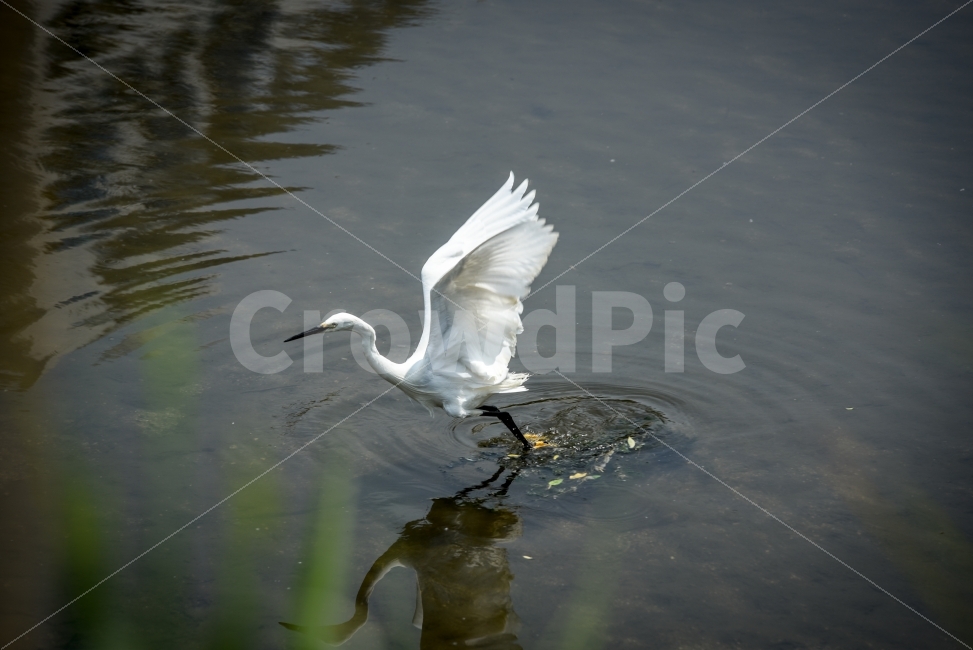 학,탄천,자연,동물,날개짓,동물,animal,조류,새,birds