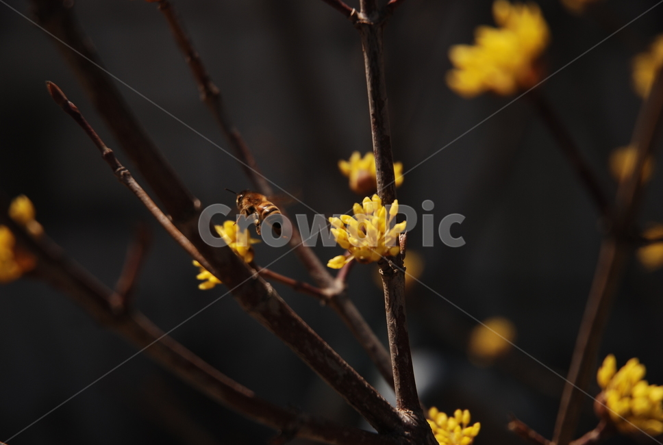 벌,노란꽃,곤충,꿀벌,나무,식물,자연,plants,nature,꽃,flower