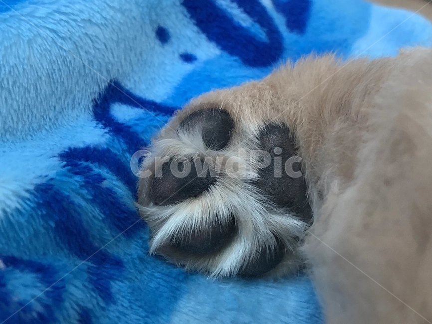 강아지,발바닥,곰젤리,골든리트리버,강아지발바닥,동물,animal,포유류,mammal,개,강아지,dog,doggy