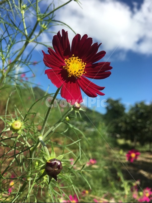 코스모스,flower,꽃,가을,식물,빨강코스모스,적코스모스,빨간코스모스