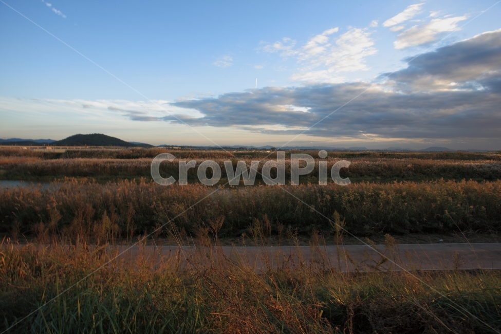 가을,갈대,들판,들,하늘,구름,fall,cloud,sky,풍경,가을,계절,fall,autumn,season,자연,풍경,nature,landscape,outdoors,옥외,land,땅