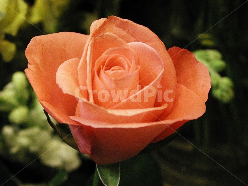 꽃,식물,바탕화면,배경,자연,화사한,클로즈업,flower,식물,자연,plants,nature,꽃,flower