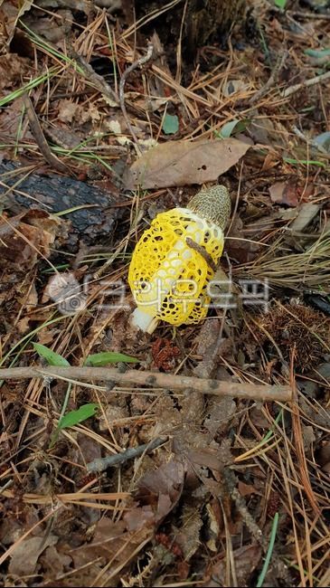 poisonous mushroom,mountain plants,pretty mushrooms,yellow cap mushroom,yellow mushroom,growwild,Yellow Mantle Mushroom,yellow net mushroom,wild mushrooms,Mushroom and,wild,wildmushroom