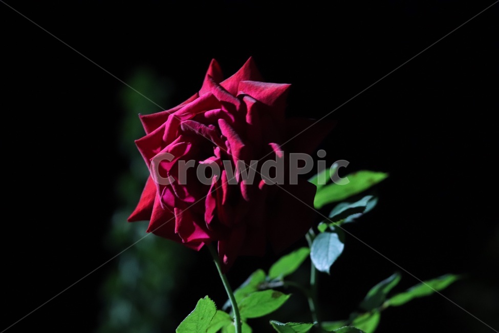 rose,blossom,plant,꽃,장미,flower,꽃,flower