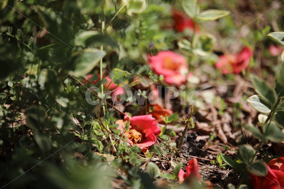 동백,떨어지다,꽃잎,빨강,동백꽃,봄,계절,spring,season,식물,자연,plants,nature,꽃,flower,감성,sensible,feeling,plant