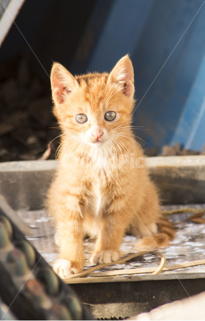 고양이,아기고양이,cat,animal,동물,동물,animal,포유류,mammal,고양이,cat,kitten,kitty