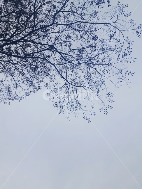겨울,나무,겨울느낌,자연,nature,시배경